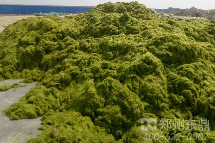 滸苔烘干機現場